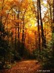 autumn-forest
